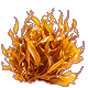 Medium Seaweed